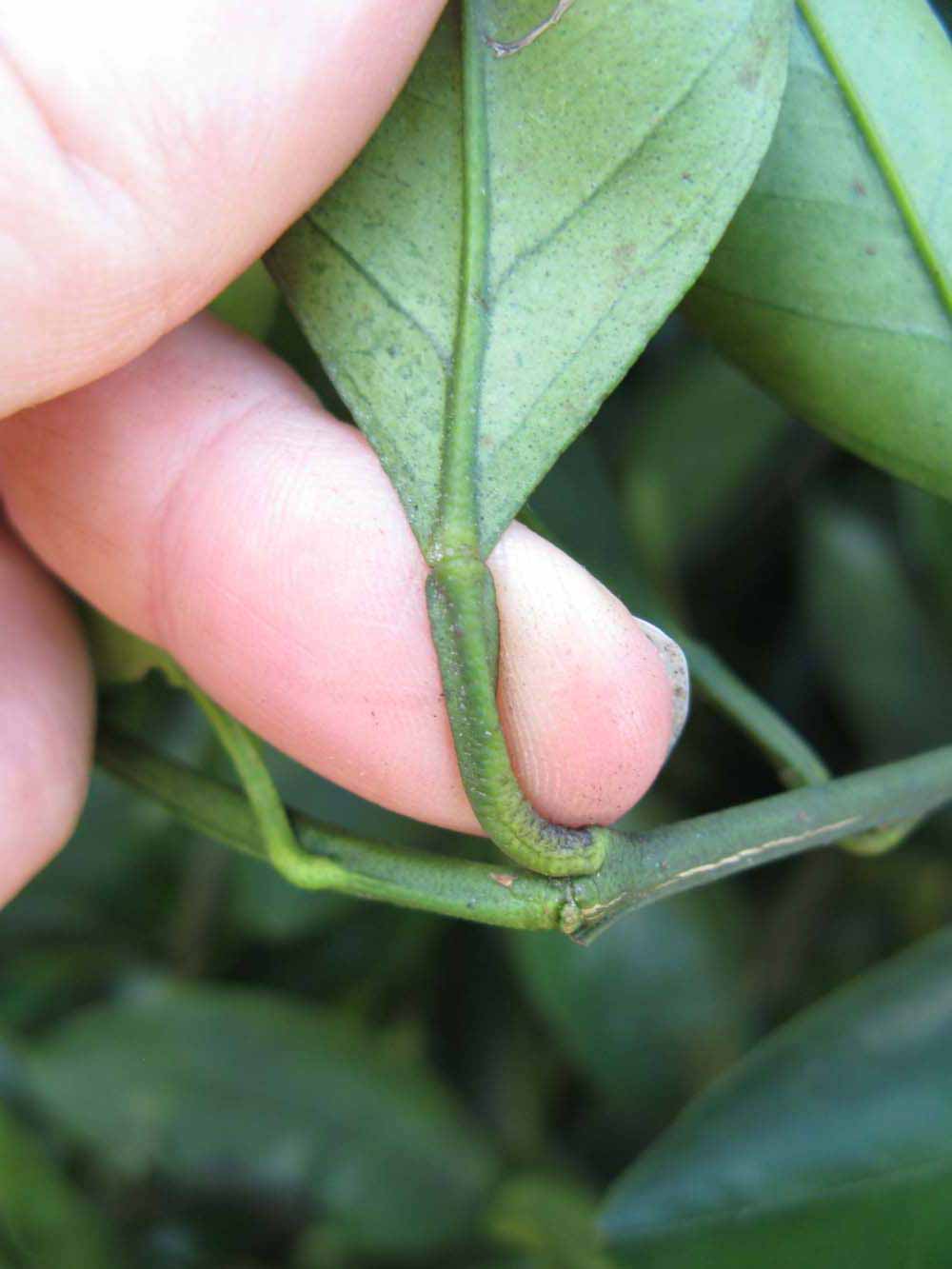              Petiole (Winter Haven, FL)       